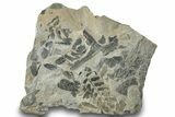 Pennsylvanian Plant Fossil Association - Kentucky #252378-1